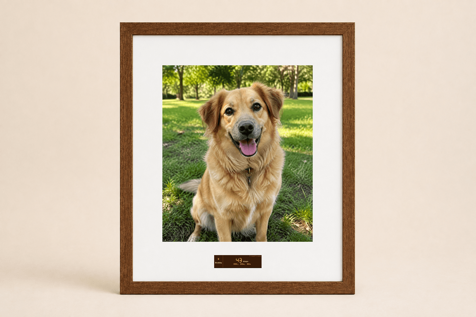 Pet adoption event with brown finish in studio placement